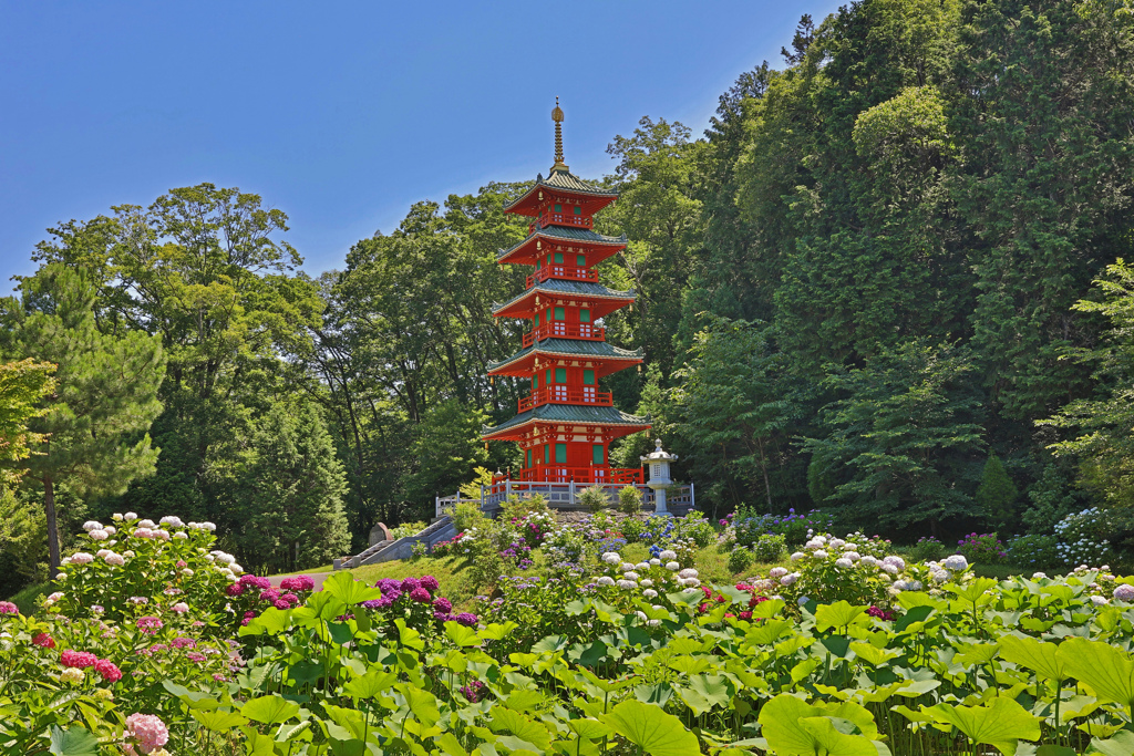 塔と紫陽花