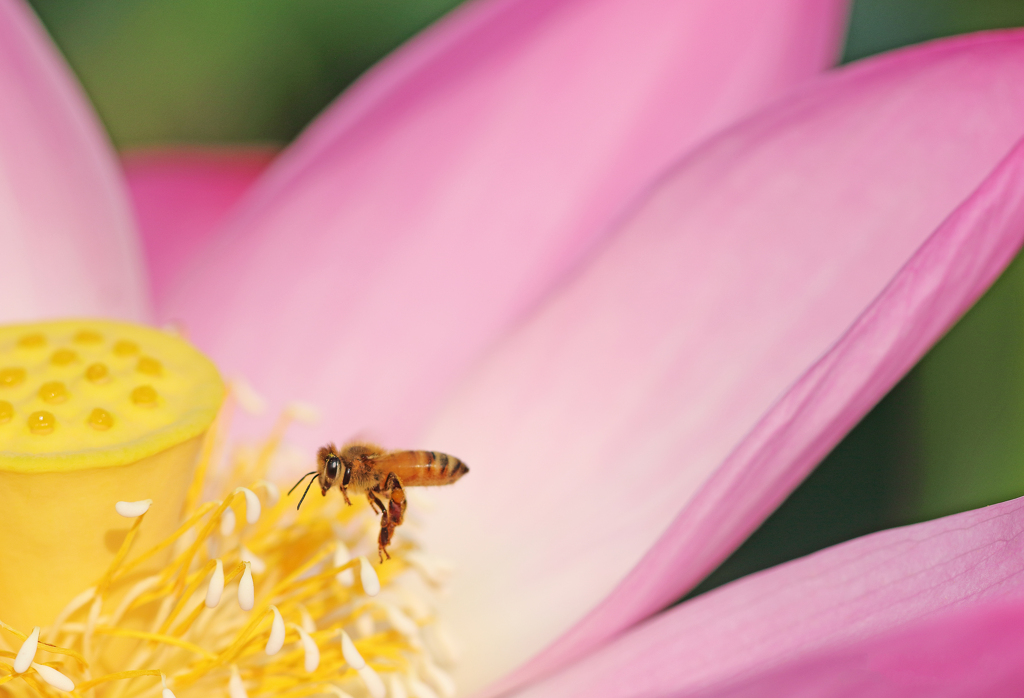 蜜蜂と蓮花