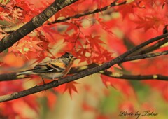 アトリ紅葉狩りをする