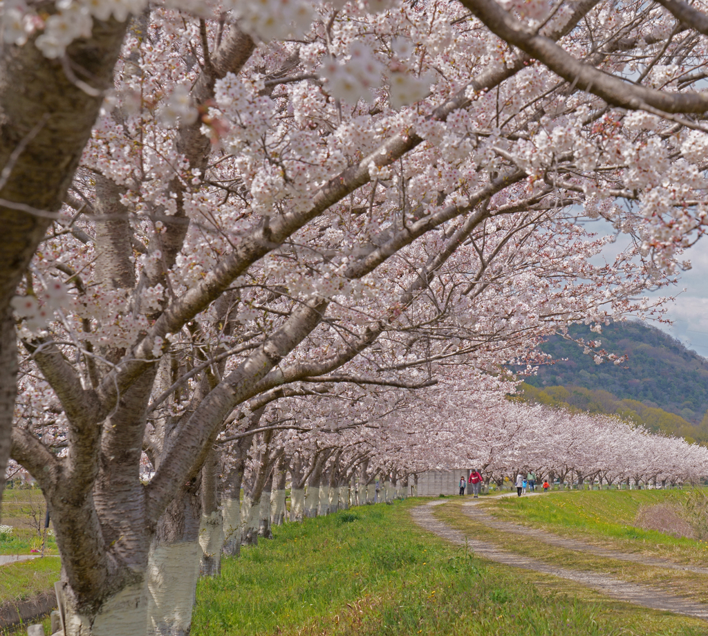 桜並木