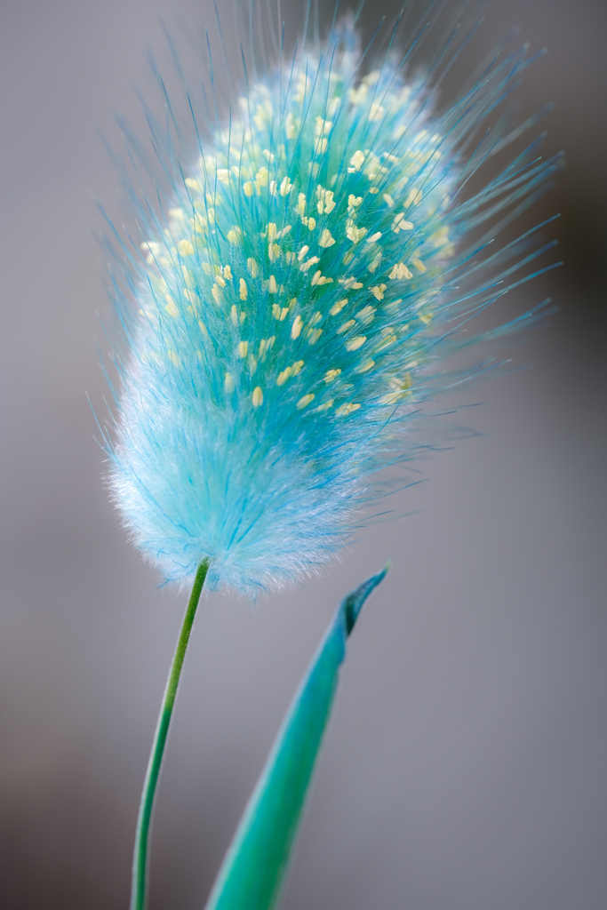 色の珍しいお花