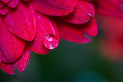 花びらにのった水滴