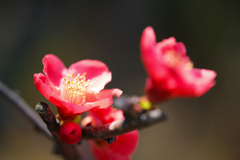 お花