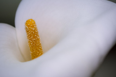 Purity