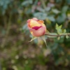 1DB456BD-277D-48F7-A0B7-DA7E70D4911D