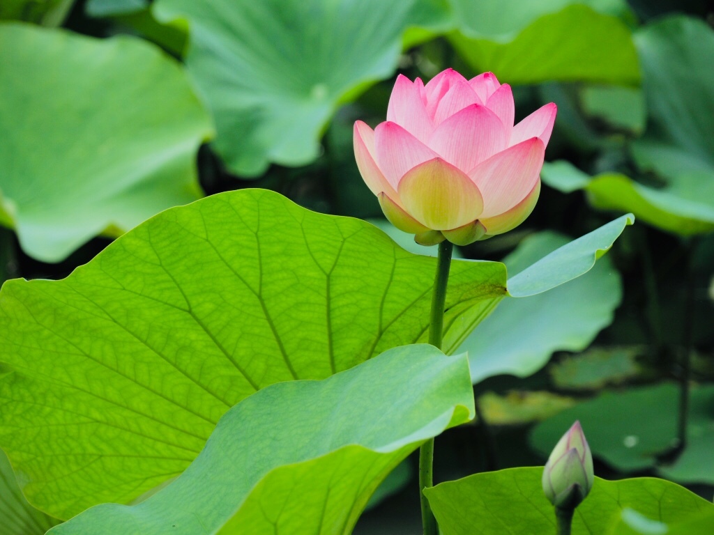 デンパークの花 2
