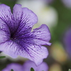 デンパークの花　１