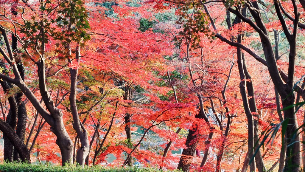 愛知 岡崎東公園②