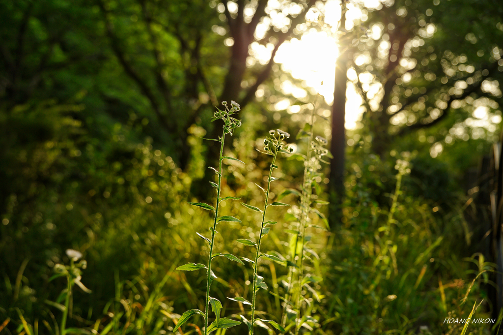 DSC_9735-01