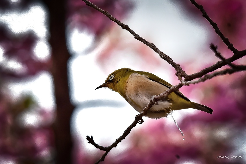 DSC_6930-01-01-01