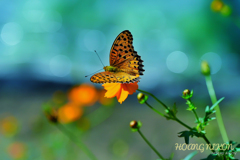 DSC_9351-01-01