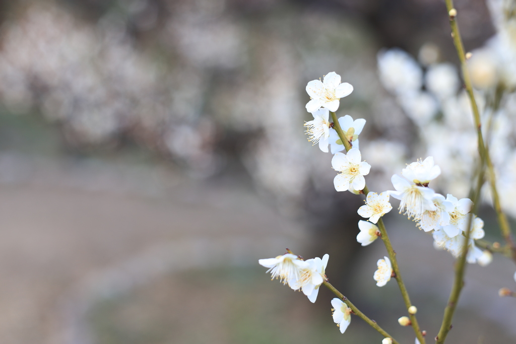 梅林その7