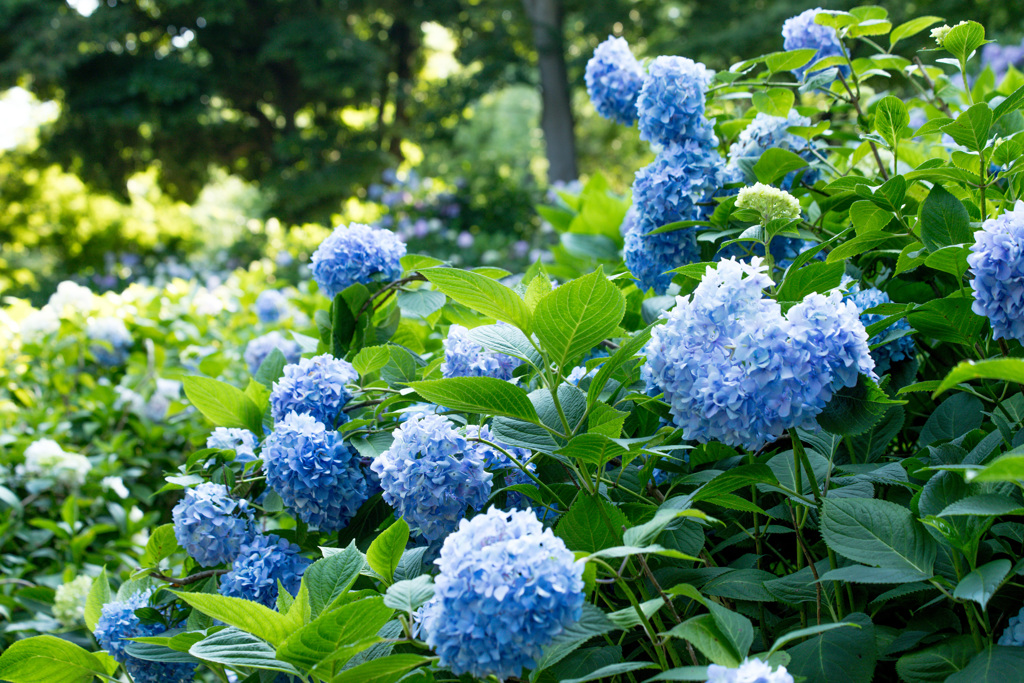 紫陽花04