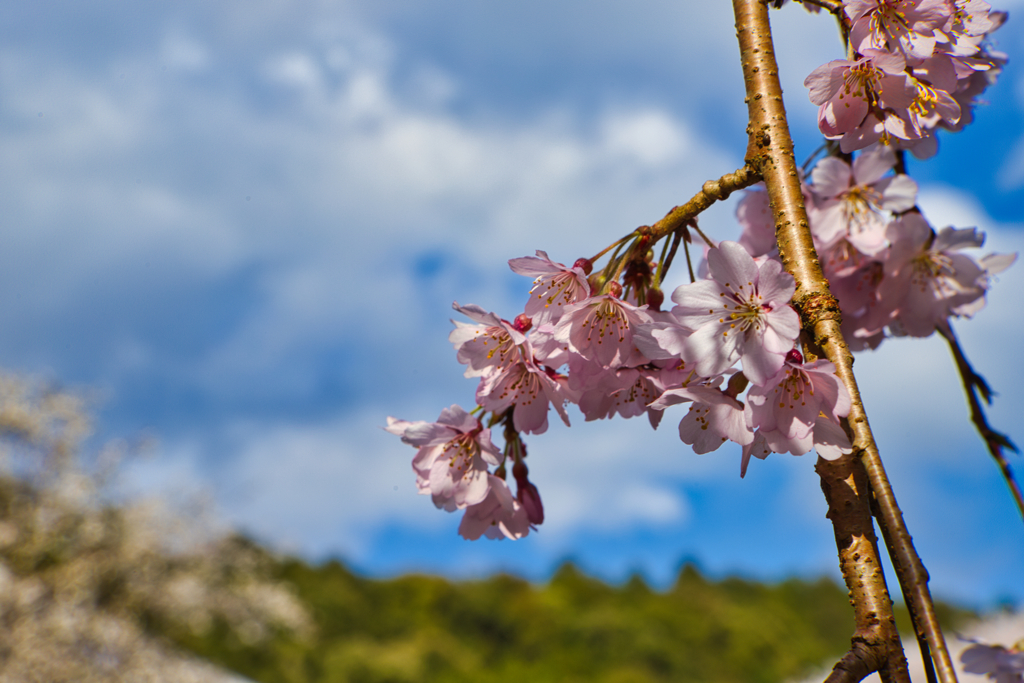 醍醐寺の桜１