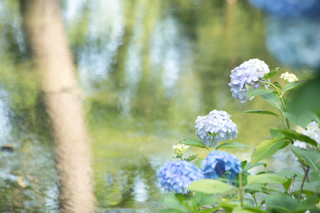 紫陽花08