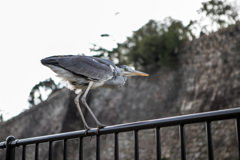 大阪城のゴイサギ-2
