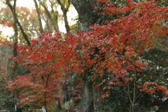 紅葉in下鴨神社その6