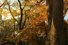 紅葉in下鴨神社その2