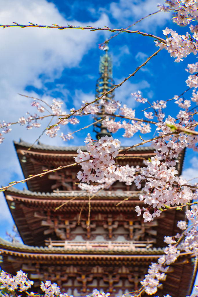 醍醐寺の桜2