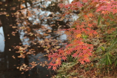 紅葉in下鴨神社その1