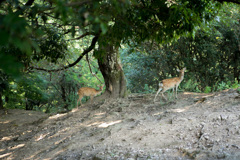 若草山山頂の鹿たちその５