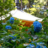 紫陽花32