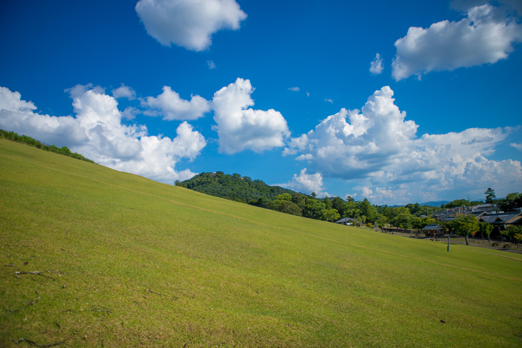 若草山　麓の景色その1