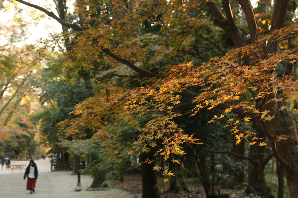 紅葉in下鴨神社その5
