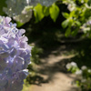 紫陽花24