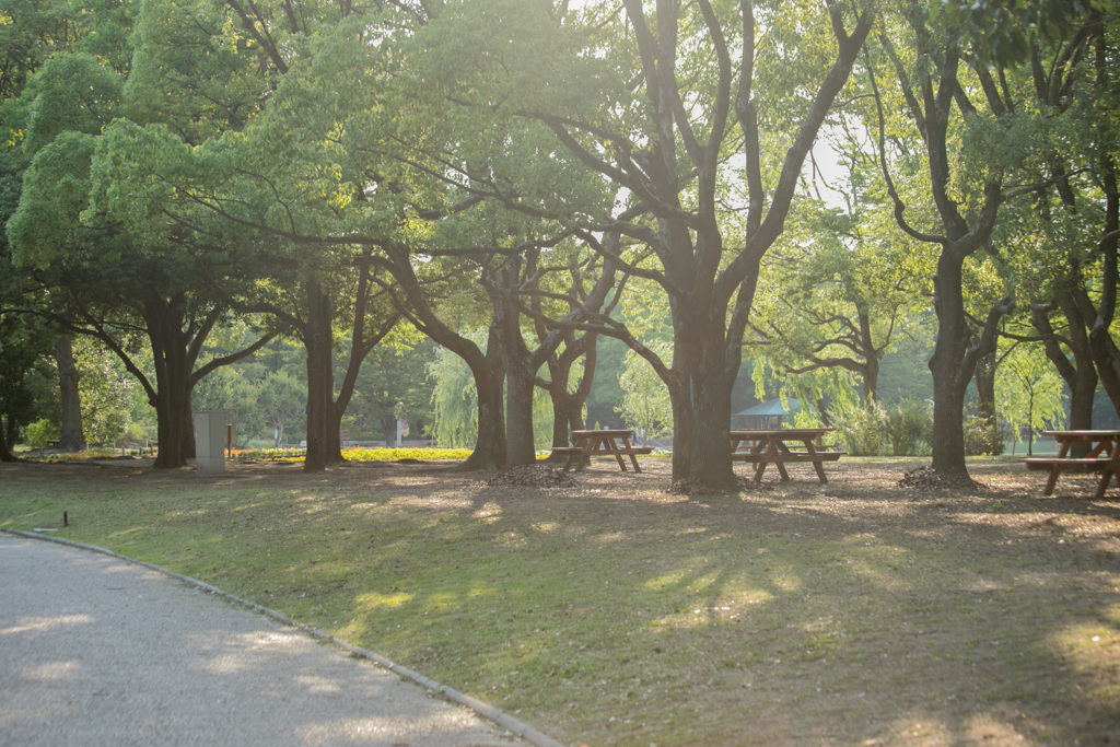 公園の木漏れ日