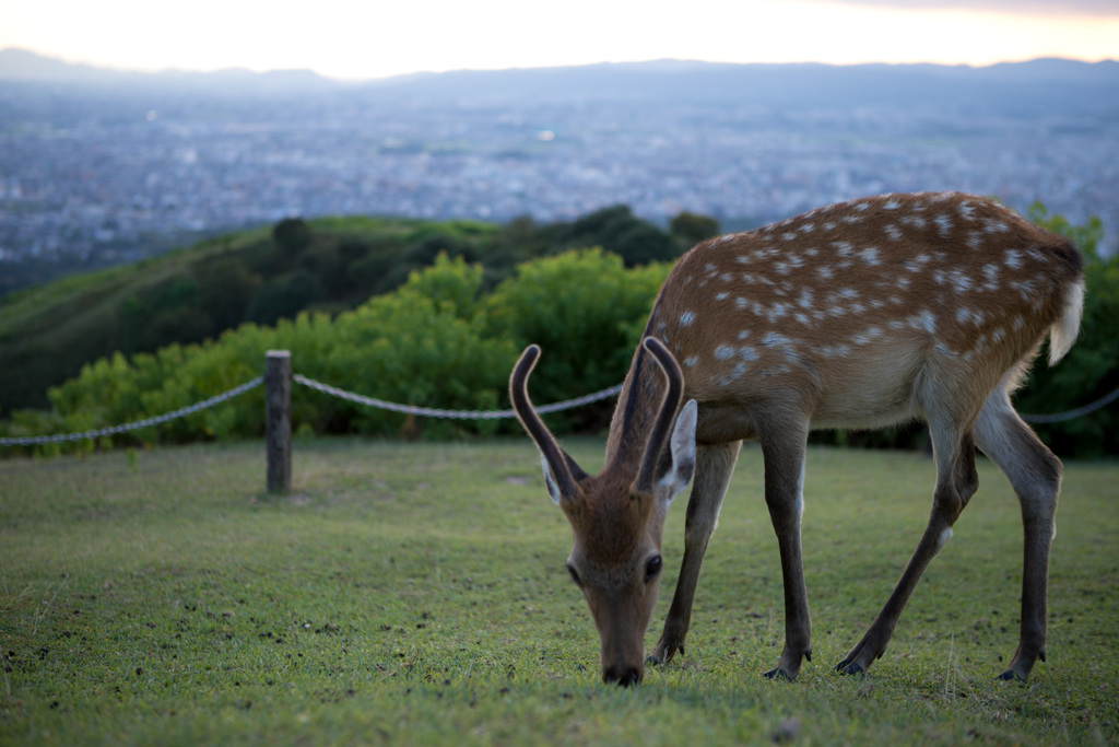 若草山山頂の鹿たちその10