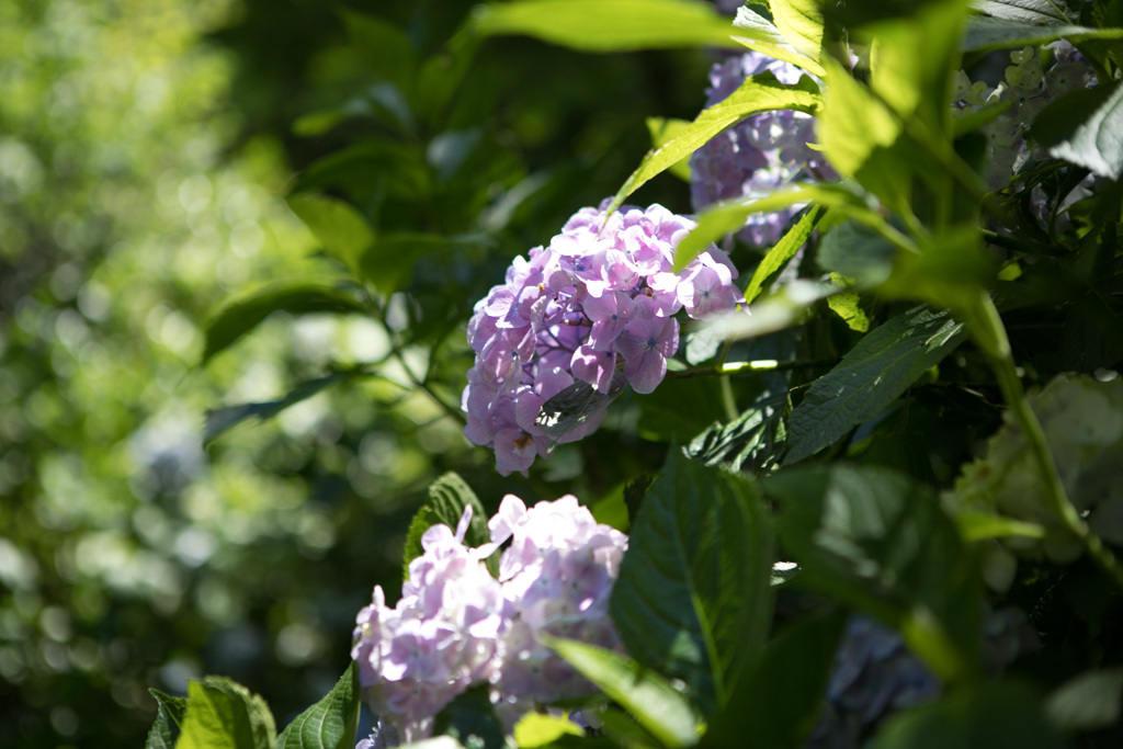 紫陽花28