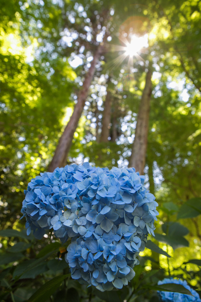 紫陽花21