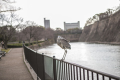 大阪城のゴイサギ-1