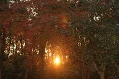 紅葉in下鴨神社その7