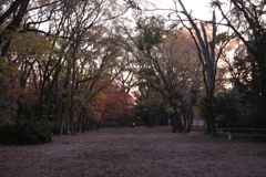 紅葉in下鴨神社その9