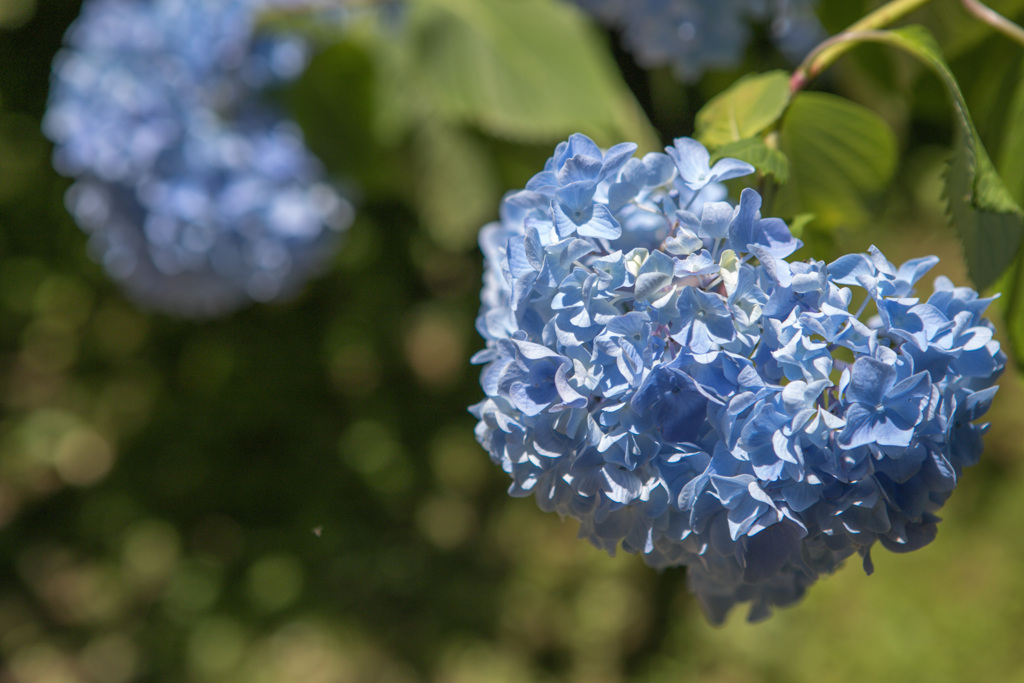 紫陽花22