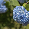 紫陽花22