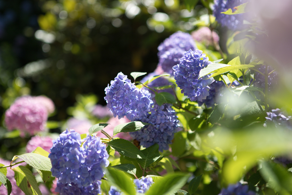 紫陽花13