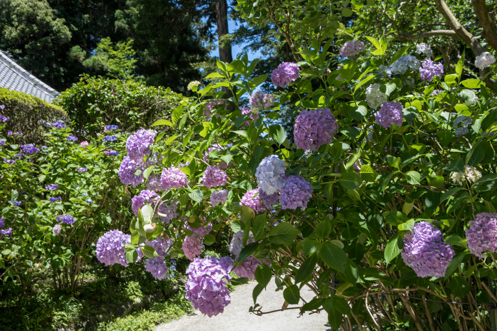 紫陽花11