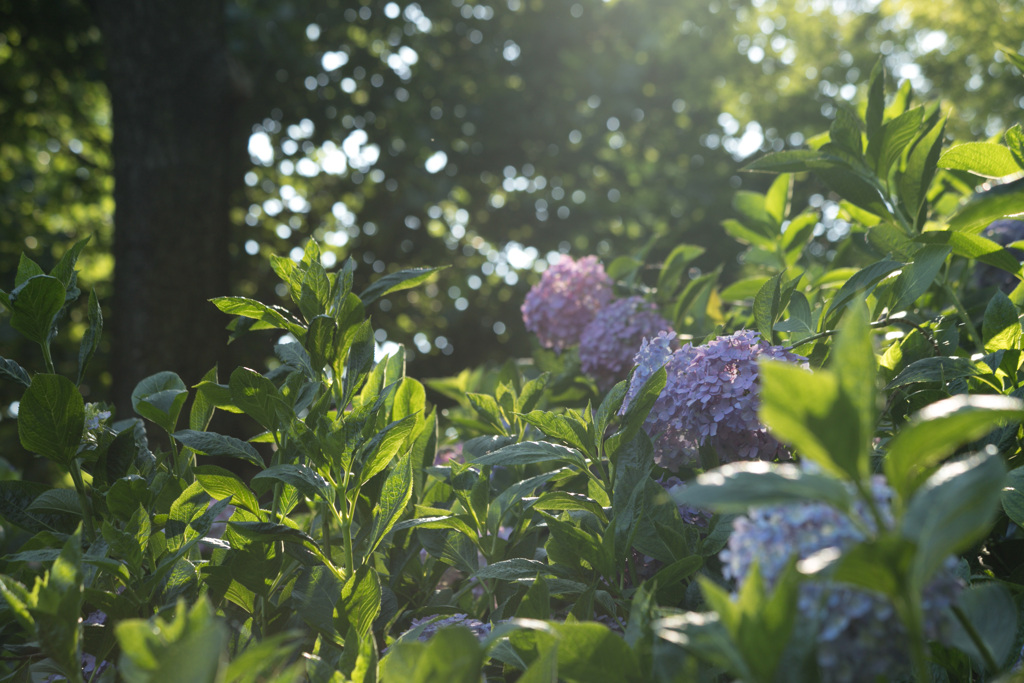 紫陽花03
