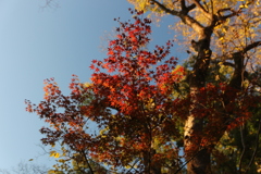 紅葉in下鴨神社その3