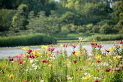 花畑