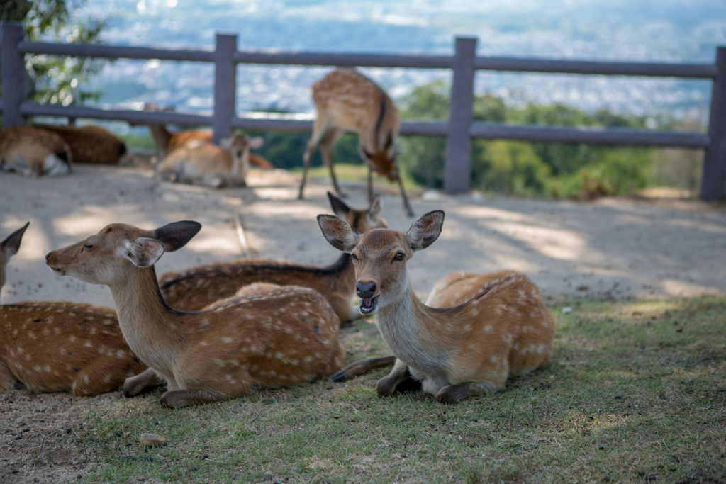 若草山山頂の鹿たちその4