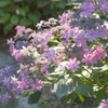 紫陽花05