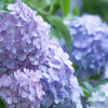 紫陽花06