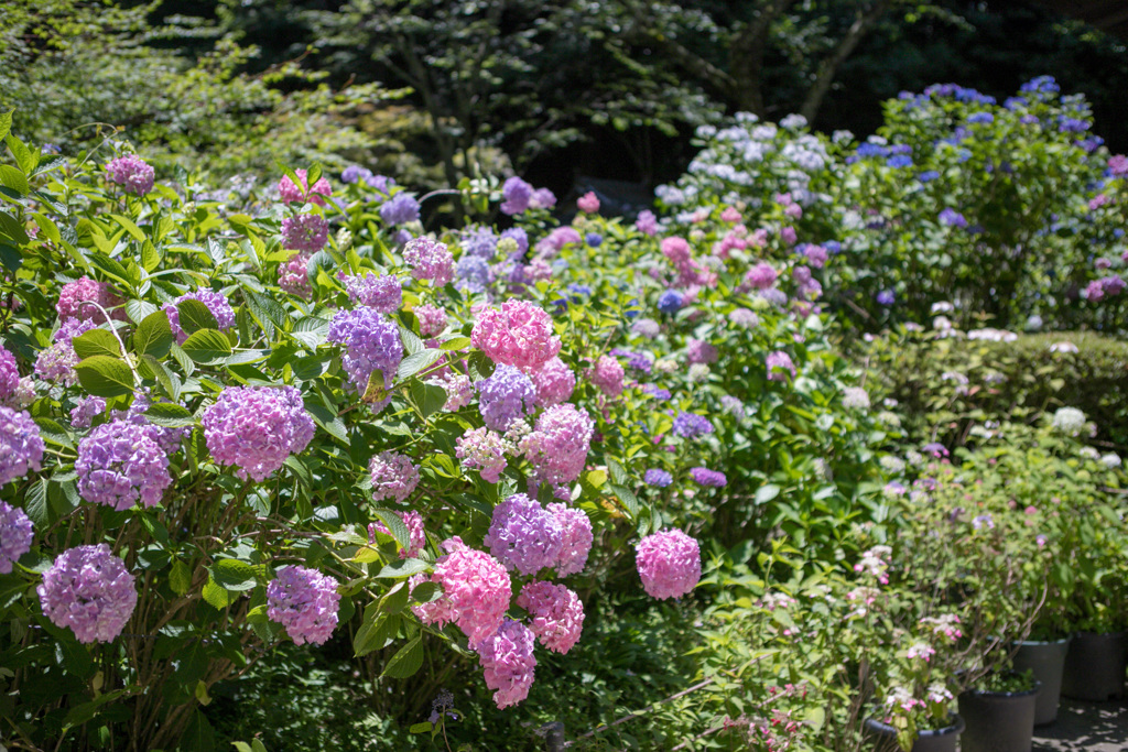紫陽花18