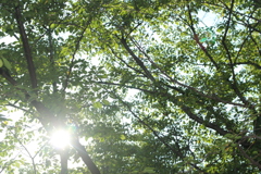 夏の木漏れ日