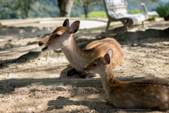 若草山山頂の鹿たちその2