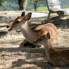 若草山山頂の鹿たちその2